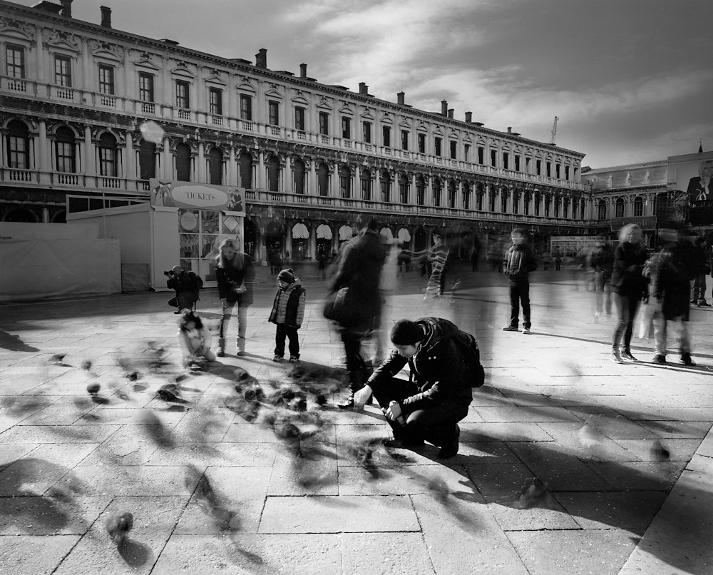 Birds, San Marco, Venice